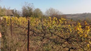 Vikendica sa vinogradom/Miloševo