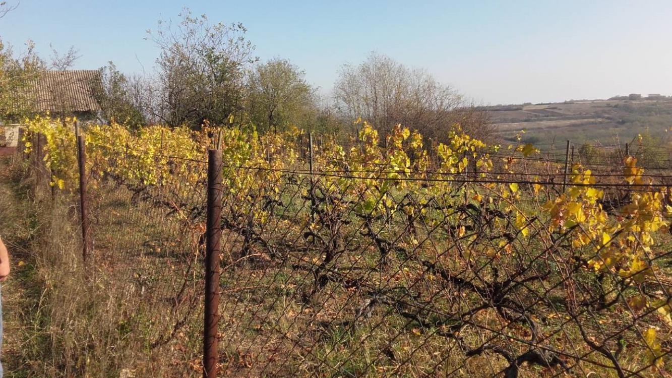 Vikendica sa vinogradom/Miloševo