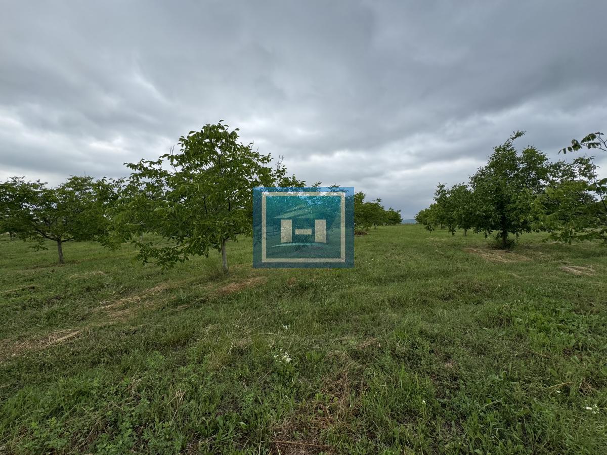 Plantaža oraha