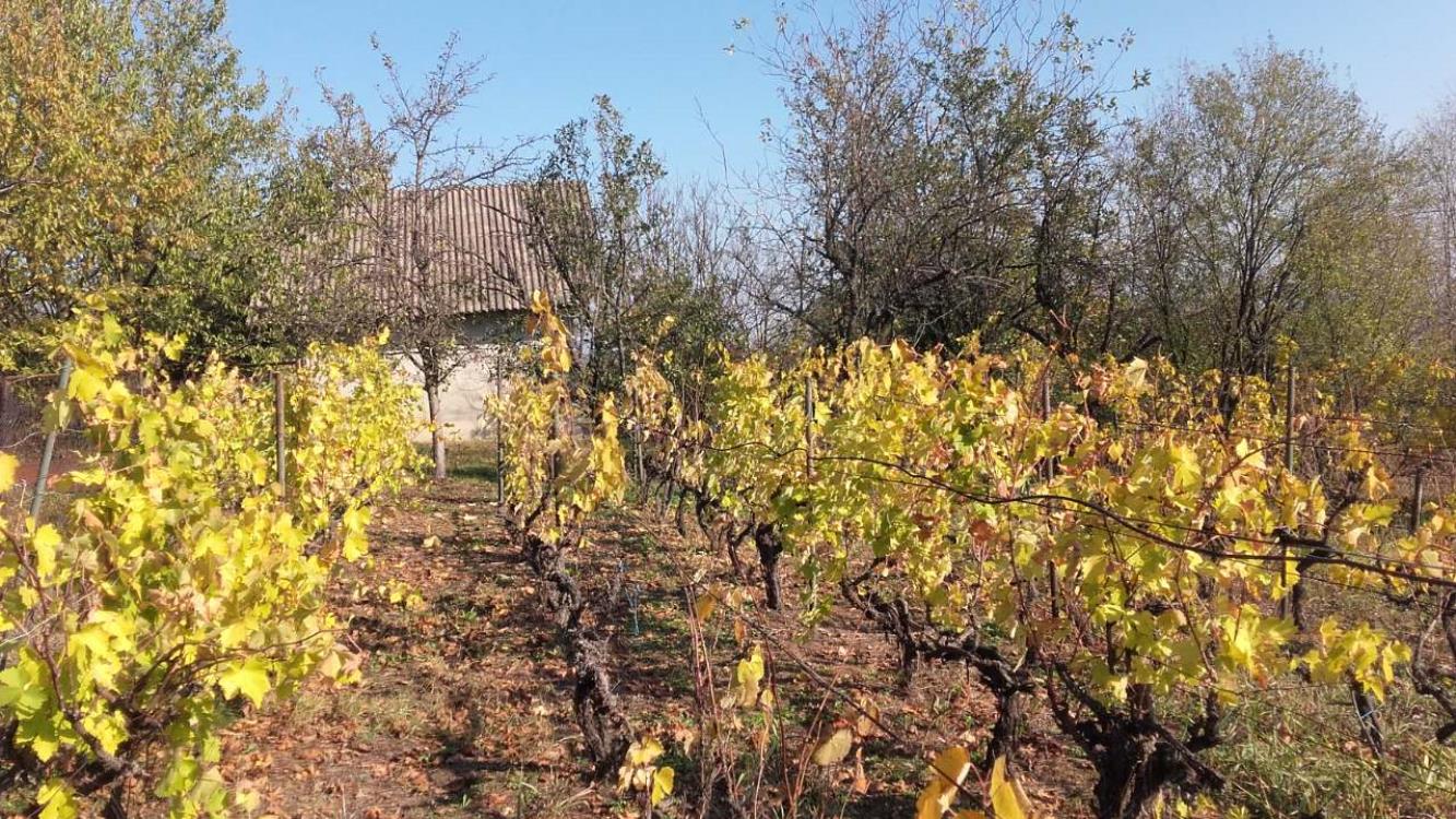 Vikendica sa vinogradom/Miloševo