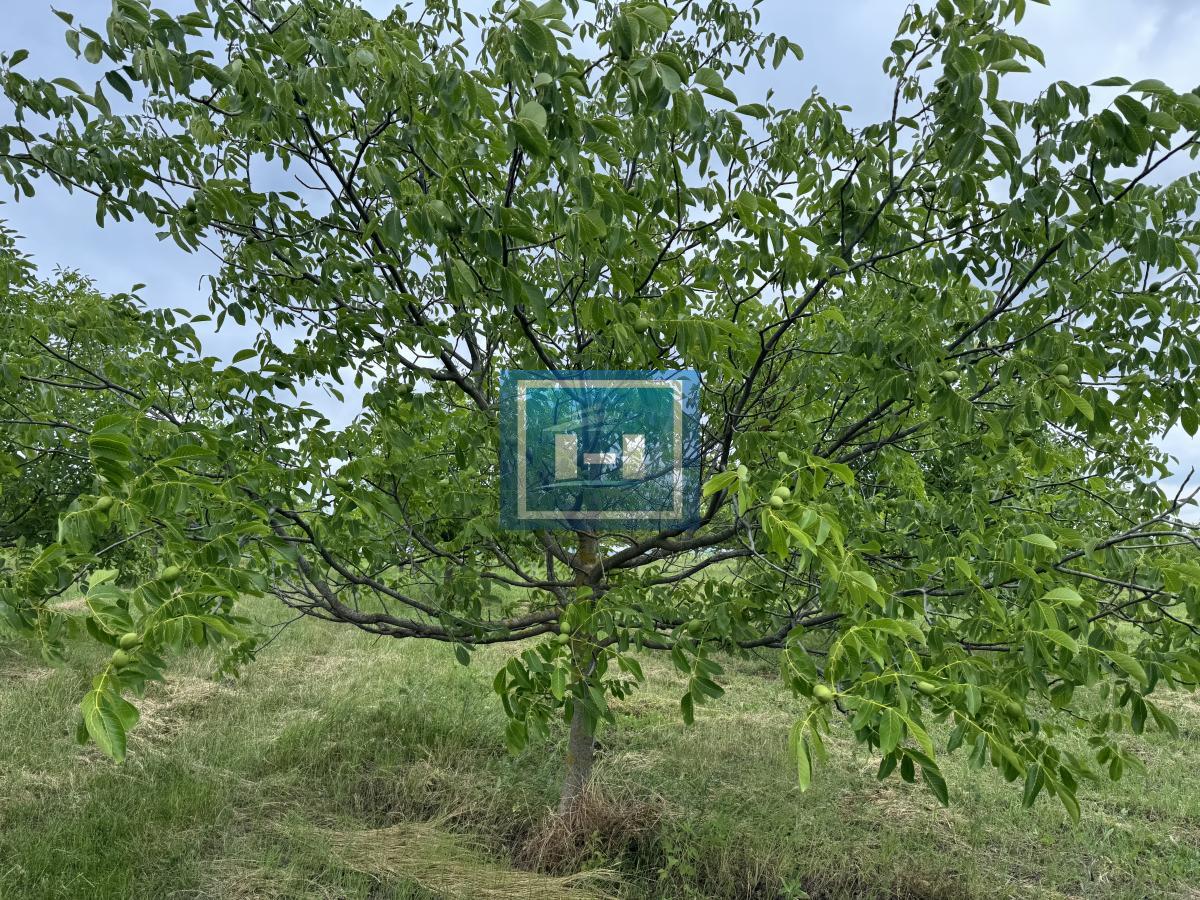 Plantaža oraha