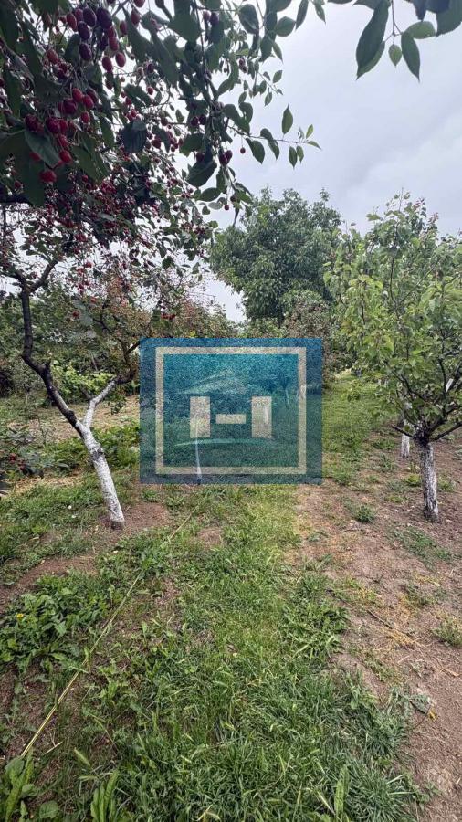 Na prodaju vikend kuća sa voćnjakom i šumom – samo 13 km od Jagodine