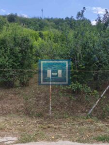 Na prodaju voćnjak sa 40 sadnica šljiva