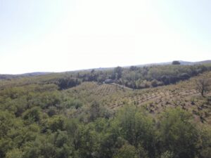 Organska plantaža – lešnik u celini