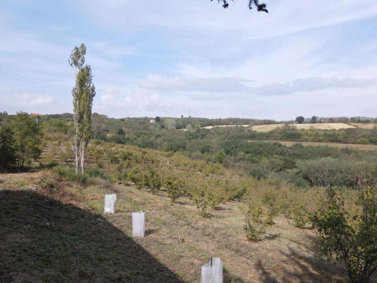 Organska plantaža – lešnik u celini
