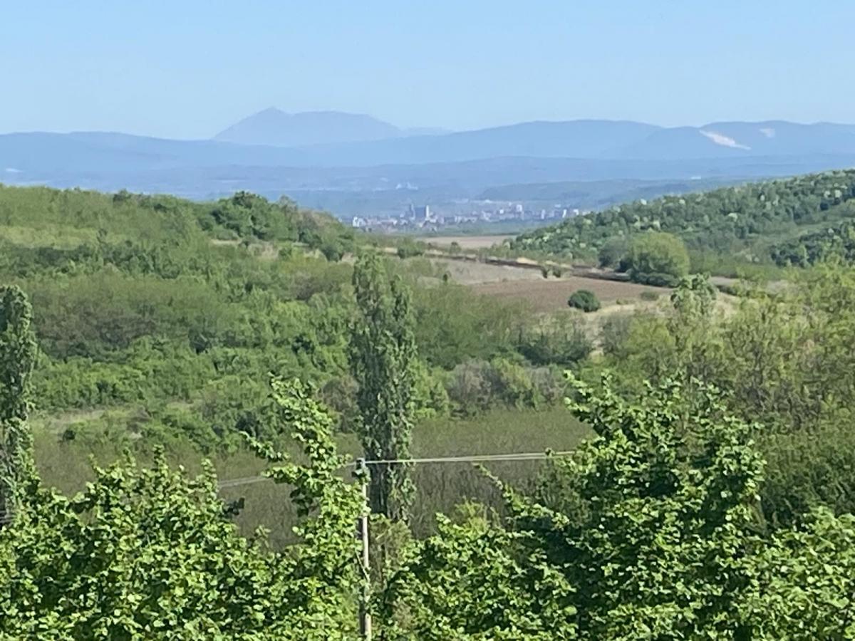 Organska plantaža – lešnik u celini