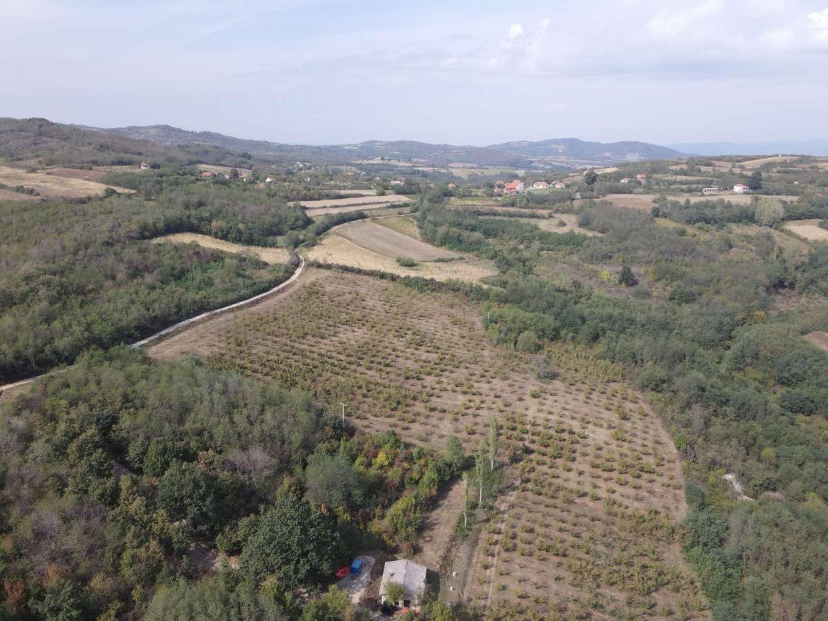 Organska plantaža – lešnik u celini