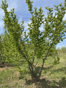Organska plantaža – lešnik u celini