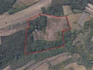 Organska plantaža – lešnik u celini