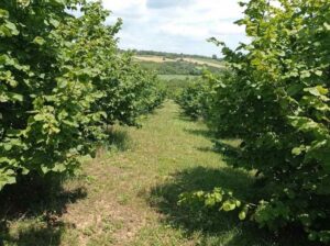 Organska plantaža – lešnik u celini